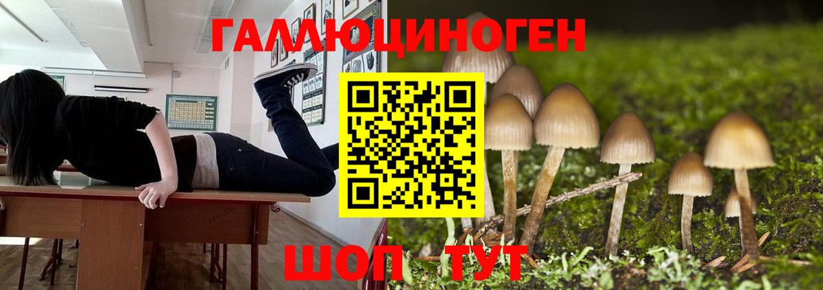 Скопин  Галлюциногенные грибы Cubensis  Вход с VPN 